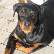 Rottweiler R.I.P Jessie pigen <3