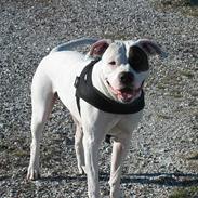 Amerikansk bulldog trille