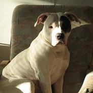 Amerikansk bulldog trille