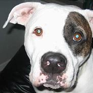 Amerikansk bulldog trille