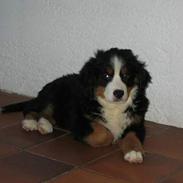 Berner sennenhund Ronja