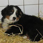 Berner sennenhund Ronja
