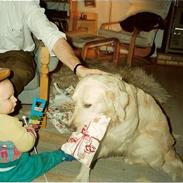 Golden retriever Teddy(i himlen)