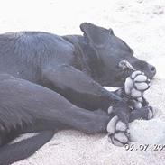 Labrador retriever Abel Samson