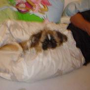 Pekingeser Chico