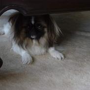 Pekingeser Chico