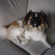 Pekingeser Chico
