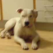 Blanding af racer Gismo