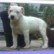 Blanding af racer Gismo