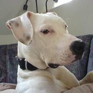 Blanding af racer Gismo