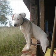 Blanding af racer Gismo