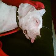 Blanding af racer Gismo