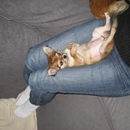Chihuahua Salsa*Pequeno dreamgirl *(himmelhund)