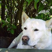 Blanding af racer Roko -* I himlen *