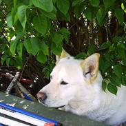 Blanding af racer Roko -* I himlen *