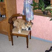 Engelsk bulldog BOSSE-BLOB-Hansen