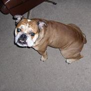 Engelsk bulldog BOSSE-BLOB-Hansen