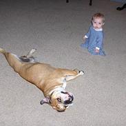 Engelsk bulldog BOSSE-BLOB-Hansen