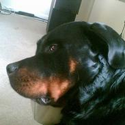 Rottweiler sascha og tyson