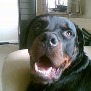 Rottweiler sascha og tyson