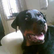 Rottweiler sascha og tyson