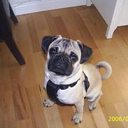 Mops OTTO