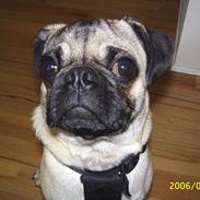 Mops OTTO