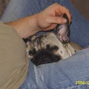 Mops OTTO