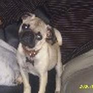 Mops OTTO