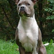 Amerikansk staffordshire terrier Trunte