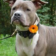 Amerikansk staffordshire terrier Trunte