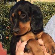 Gordon setter Storaaens Chief "Pelle"