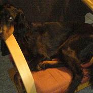 Gordon setter Storaaens Chief "Pelle"