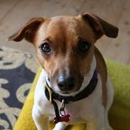 Jack russell terrier Molly