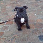 Staffordshire bull terrier Eddie