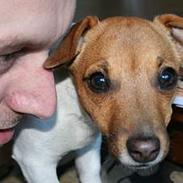 Jack russell terrier Molly