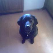 Blanding af racer Lucky