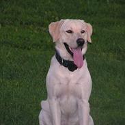 Labrador retriever loke