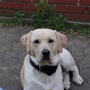 Labrador retriever loke