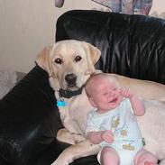 Labrador retriever loke