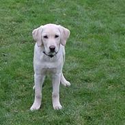Labrador retriever loke