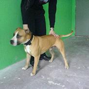 Amerikansk staffordshire terrier simba