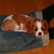 Cavalier king charles spaniel Karla