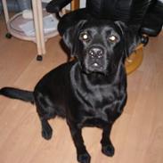 Labrador retriever Ricky