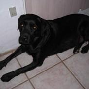 Labrador retriever Ricky