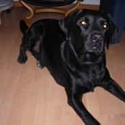 Labrador retriever Ricky