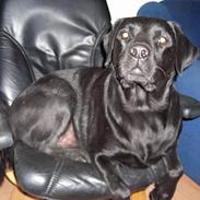 Labrador retriever Ricky
