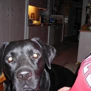 Labrador retriever Ricky