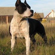 Amerikansk staffordshire terrier KIARA