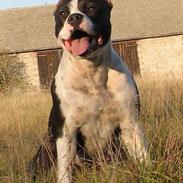 Amerikansk staffordshire terrier KIARA